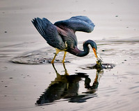 TRY COLORED HERON